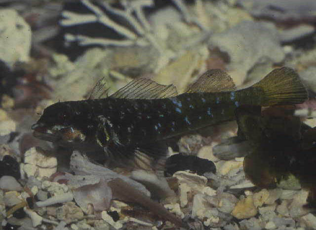 Enneapterygius miyakensis